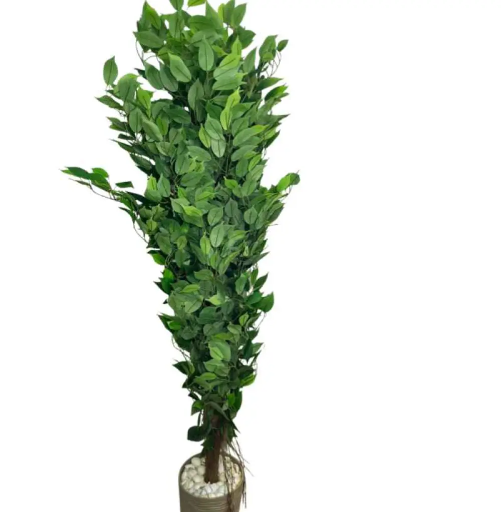 Laurus nobilis, communément appelé Laurier noble ou Laurier sauce