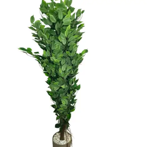 Laurus nobilis, communément appelé Laurier noble ou Laurier sauce