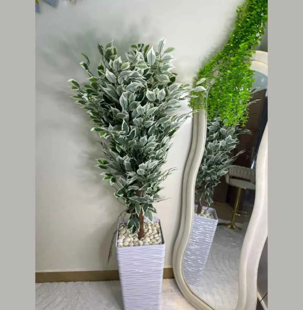 Vases décoratif à base de Ficus, Plante decorative